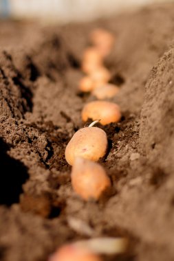 patates alan içinde sebze dikimi işlemi