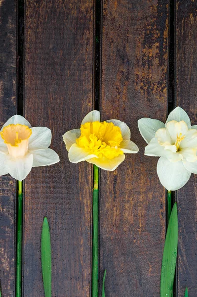 Narciso sullo sfondo di legno . — Foto Stock