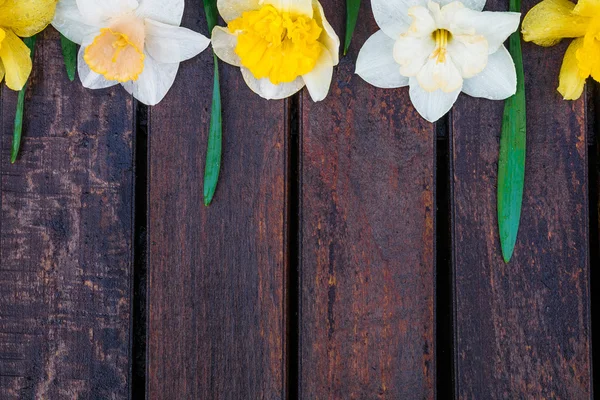 Narciso sullo sfondo di legno . — Foto Stock