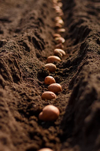 Tohum patates. patates dikim