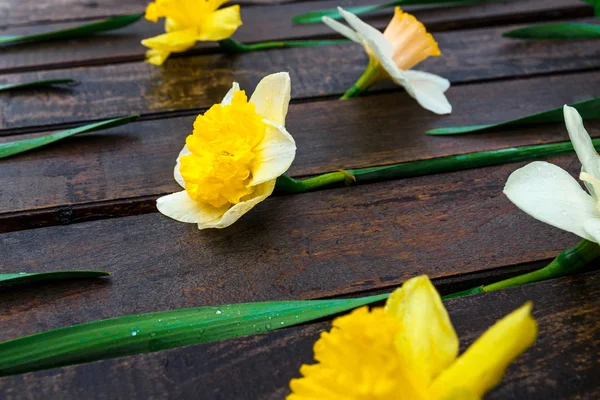 Narciso sullo sfondo di legno . — Foto Stock