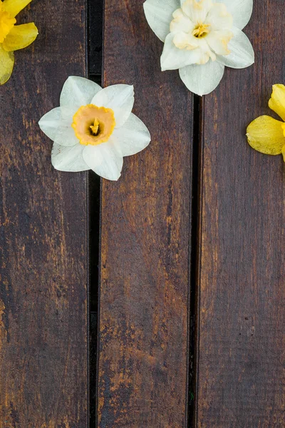 Narciso sullo sfondo di legno . — Foto Stock