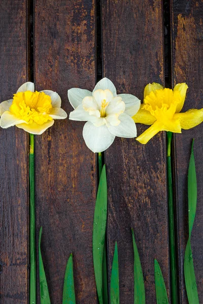 Narciso sullo sfondo di legno . — Foto Stock