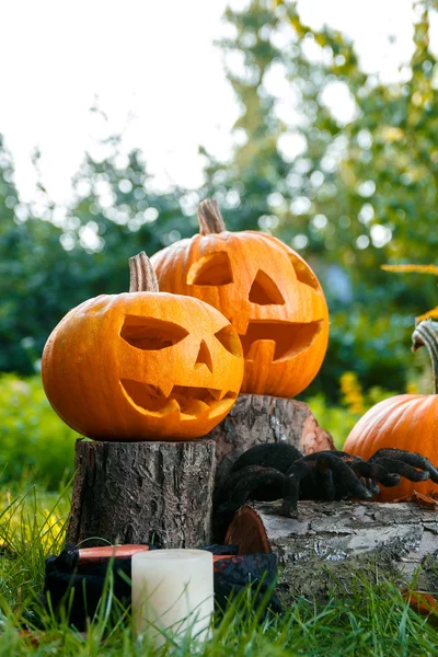 Halloween.  Jack-o-Lantern. scary pumpkin with a smile near candles and spider in green forest, outdoor. Decoration.