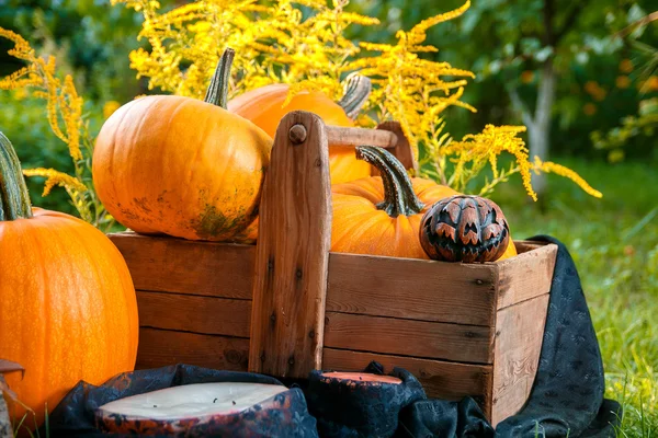 Halloween. Dýně v krabici blízko Jacka-lucerny a svíček v zeleném lese, — Stock fotografie