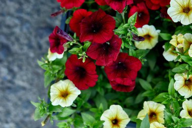 Siyah plastik sandıkların içinde petunya çiçekleri. Çiçek fidanlarıyla dolu kutular. Petunya, açık hava ekimi için. Bahçe işleri