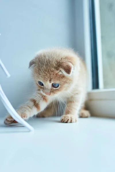 Gatinho Brincalhão Britânico Casa Perto Janela Gatinho Escocês Gato Ruivo — Fotografia de Stock