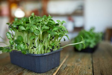 Ahşap arka planda mikroyeşil ayçiçeği, vegan mikro ayçiçeği filizleri sağlıklı beslenme konsepti, filizlenmiş ayçekirdeği, toprak substratı, kopyalama alanı..