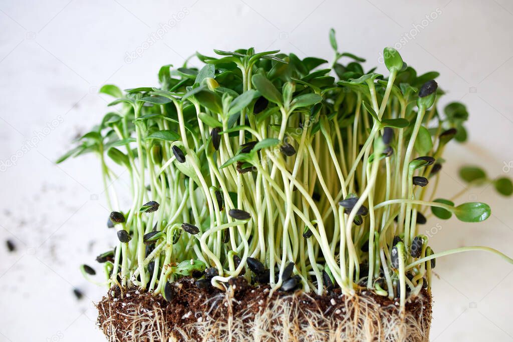 Microgreens sunflower on white background, Vegan micro sunflower greens shoots, Growing healthy eating concept, Sprouted sunflower seeds, soil substrate, copy space.