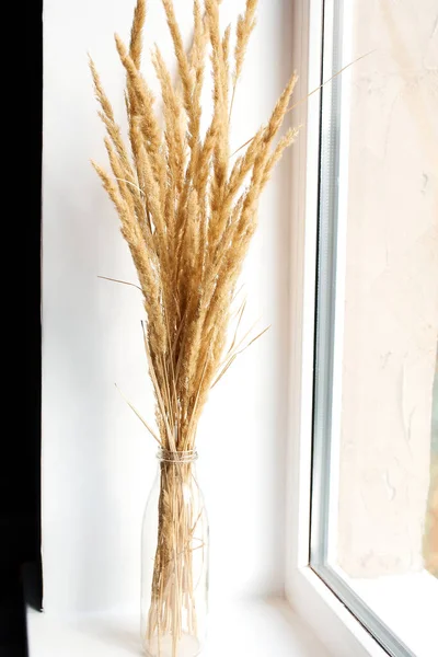 Trend Bouquet Wild Cane Pampas Grass Glass Vase Corner White — Stock Photo, Image