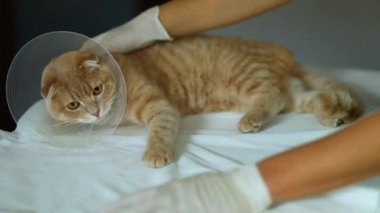 Veteriner doktor plastik konisi olan güzel bir kediyi kontrol ediyor.