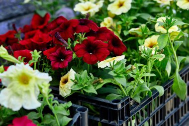 Siyah plastik sandıkların içinde petunya çiçekleri. Çiçek fidanlarıyla dolu kutular. Petunya, açık hava ekimi için. Bahçe işleri.
