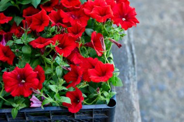 Siyah plastik sandıkların içinde petunya çiçekleri. Çiçek fidanlarıyla dolu kutular. Petunya, açık hava ekimi için. Bahçe işleri.