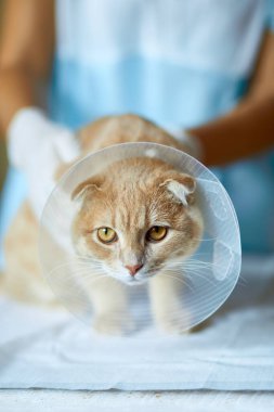 Veteriner doktor, hadım edildikten sonra plastik yakalı güzel bir kedi hakkında araştırma yapıyor..