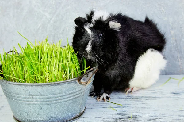 新鮮な草と花瓶の近くに黒モルモット スタジオの写真 — ストック写真