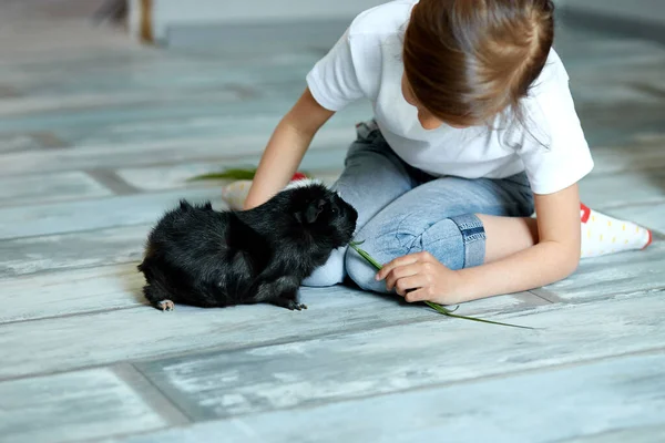 Menina Segurando Alimentando Porquinho Preto Índia Animal Doméstico Crianças Alimentam — Fotografia de Stock