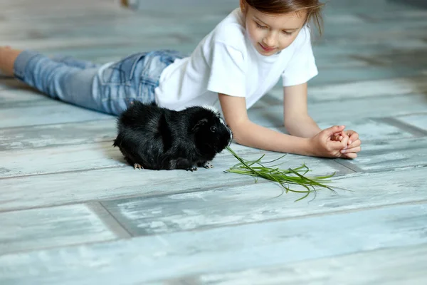 Menina Segurando Alimentando Porquinho Preto Índia Animal Doméstico Crianças Alimentam — Fotografia de Stock