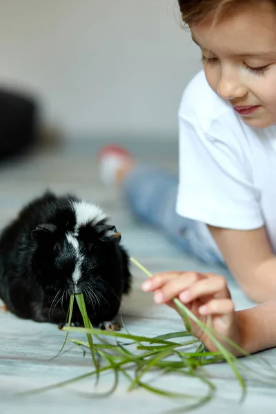Niña Sosteniendo Alimentando Conejillo Indias Negro Animal Doméstico Los Niños —  Fotos de Stock