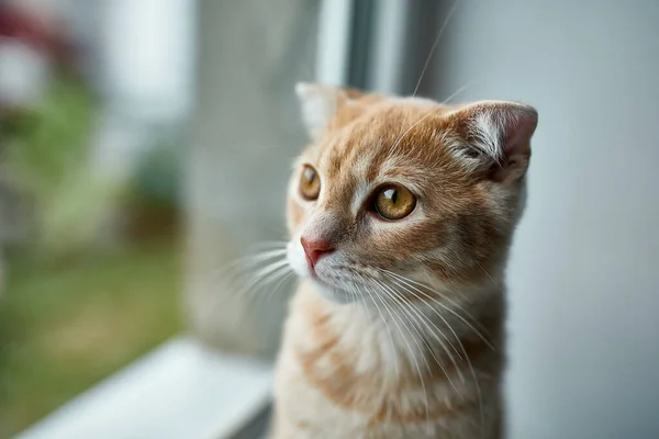 Junge Britisch Kurzhaar Gestreifte Rote Katze Sitzt Auf Fensterbank Und — Stockfoto