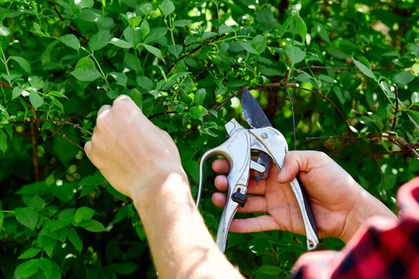 Man Hands Cuts Branches Bushes Hand Pruning Scissors Gardener Trimming — Stock Photo, Image