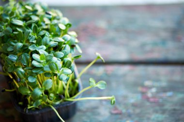 Kutudaki fesleğen ayçiçeğini, filizlenen mikro yeşillikleri, evde tohum filizlenmesini, vegan ve sağlıklı beslenme konseptini kapat..
