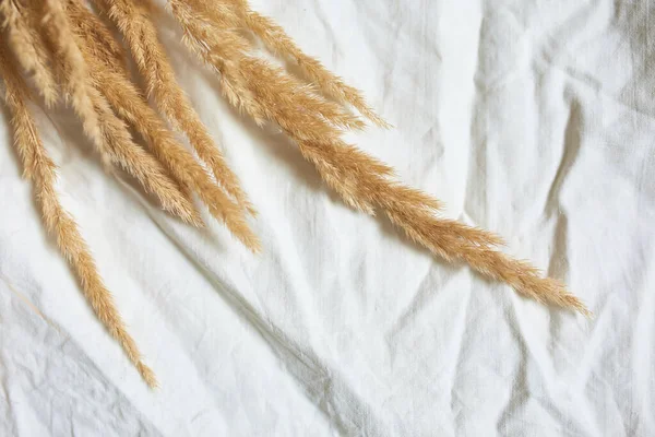 Flat Lay Beige Reeds Pampas Grass White Textile Linen Tablecloth — Stock Photo, Image