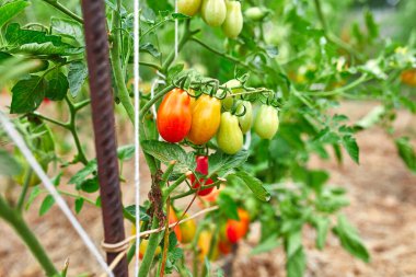 Bahçede olgun domatesler, dalda asılı taze kırmızı sebze organik sebzeler, sonbahar hasadı..