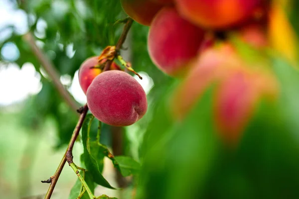 Sweet peach fruits growing on a peach tree branch, peach tree with fruits growing in the garden, harvest