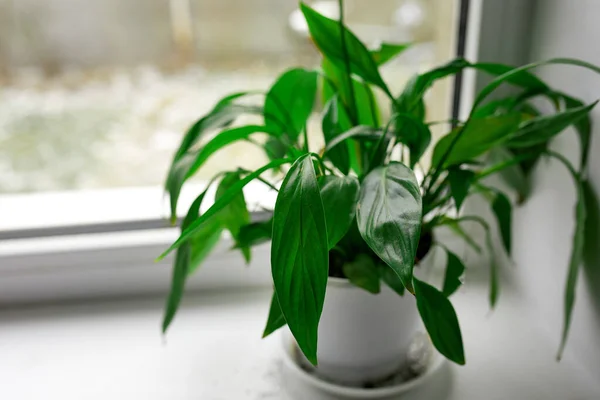 Spathiphyllum Flower Green Leaves Windowsill Window Background Houseplant Air Puryfing — Stock Photo, Image