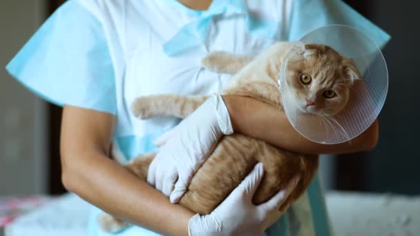 女性獣医師あります保持しています彼女の手に猫とともにプラスチックコーン — ストック動画