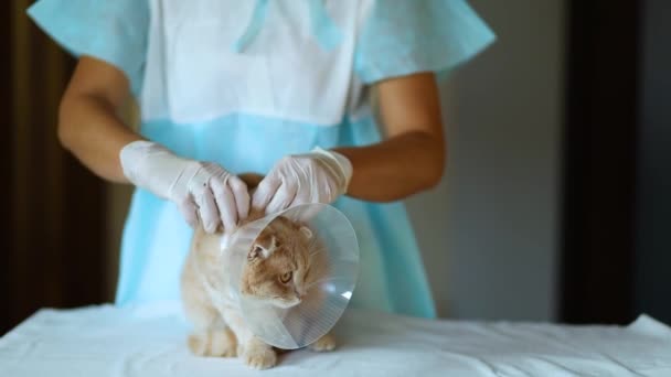 Veterinär läkare gör en kontroll av en söt vacker katt med plastkon — Stockvideo