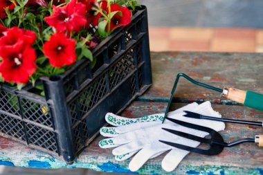 Çiçekler ve bahçe aletleri ahşap arka planda. Petunya sepetinde ve bahçe malzemelerinde. Bahar bahçesi konsepti. Boşluğu kopyala