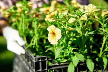 Çiçekçi kutusu petunya çiçeğiyle dolu. Bahçıvan dükkanda sandıkta çiçek taşıyor. Bahçede çiçek almak için alışveriş yapan bir kadın sepeti taşıyor. Bahçıvan baharda ekime hazır..