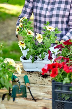 Çiçek saksısı aletleriyle bahçıvan yetiştiriyor. Çiçek eken kadın, Petunya. Evdeki, dışarıdaki yaz bahçesindeki ahşap masanın arkasında duruyor. Bahçıvanlık ve çiçek kavramı. Çiçek saksısı aletleriyle bahçıvan yetiştiriyor.
