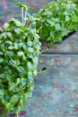 Kutudaki fesleğen ayçiçeğini, filizlenen mikro yeşillikleri, evde tohum filizlenmesini, vegan ve sağlıklı beslenme konseptini kapat..