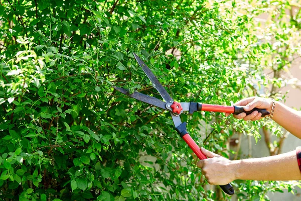 Man Hands Cuts Branches Bushes Hand Pruning Scissors Gardener Trimming — Stock Photo, Image