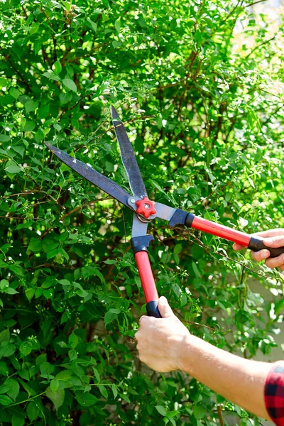 Mãos Homem Cortam Ramos Arbustos Com Tesoura Poda Mão Jardineiro — Fotografia de Stock