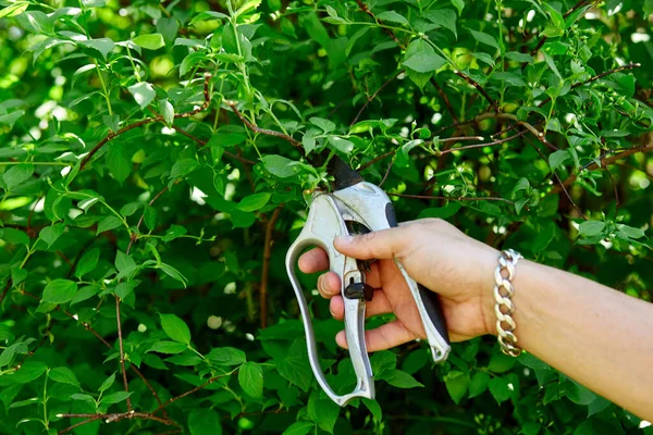 Man Hands Cuts Branches Bushes Hand Pruning Scissors Gardener Trimming — Stock Photo, Image