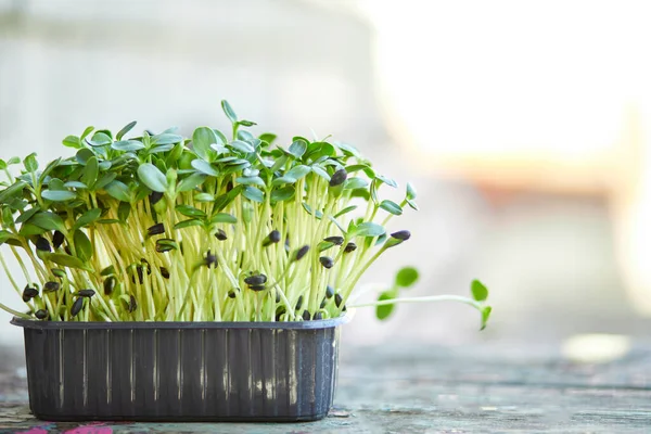 Kutudaki Fesleğen Ayçiçeğini Filizlenen Mikro Yeşillikleri Evde Tohum Filizlenmesini Vegan — Stok fotoğraf