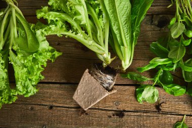 Bahçe aletleri, fesleğen, yeşil eko saksı, ahşap zeminde toprak. Bahar bahçesi konsepti. Yukarıdan yakalanan boş metin alanına sahip düzen.