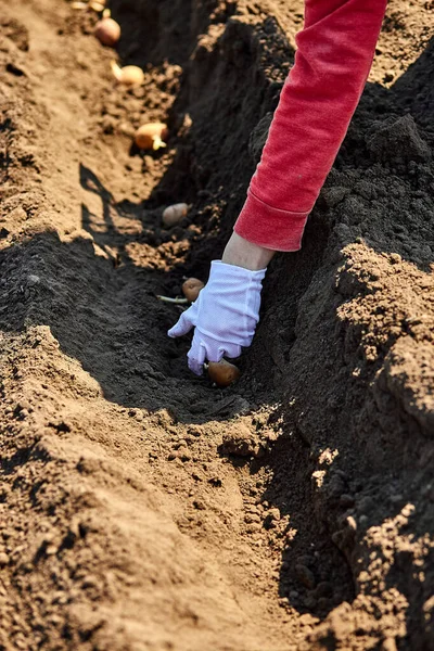 Femme Plantant Main Des Tubercules Pomme Terre Dans Sol Préparation — Photo