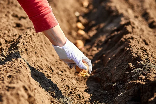 Femme Plantant Main Des Tubercules Pomme Terre Dans Sol Préparation — Photo