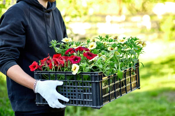 Floristería Caja Llena Flores Petunia Jardinero Lleva Flores Cajón Tienda — Foto de Stock