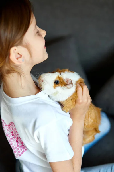 Child Playing Guinea Pig Stay Quarantine Time Kid Home Girl — Stock Photo, Image