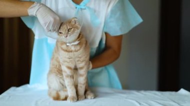 Veteriner doktor, hadım edildikten sonra plastik yakalı güzel bir kedi hakkında araştırma yapıyor..