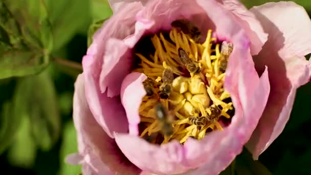 Honigbienen Fliegen Bienen Sammeln Nektar Der Blütenbaum Pfingstrose Sammeln Honig — Stockvideo