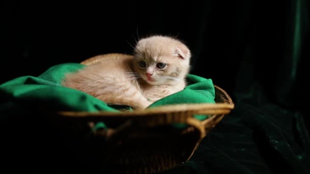 Британське Кошеня Лежить Кошику Бавиться Позіхає Дуже Милує Домашня Тварина — стокове відео