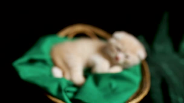 Cute Kitten Sleeping Basket Home British Shorthair Cat — Stock Video