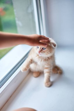 Çocuk kız, pencerenin kenarında İngiliz bir kedi yavrusuyla oynuyor kızın elleri kediyi okşuyor ve okşuyor, komik kızıl saçlı kedi..