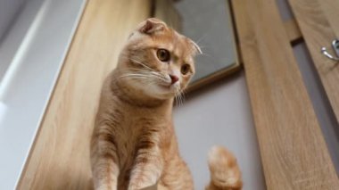 Ev kedisi masada oturuyor, nesnenin hareketini izliyor, kedi evde oynuyor, hayvan dinleniyor, evcil hayvan konsepti, ağır çekim.